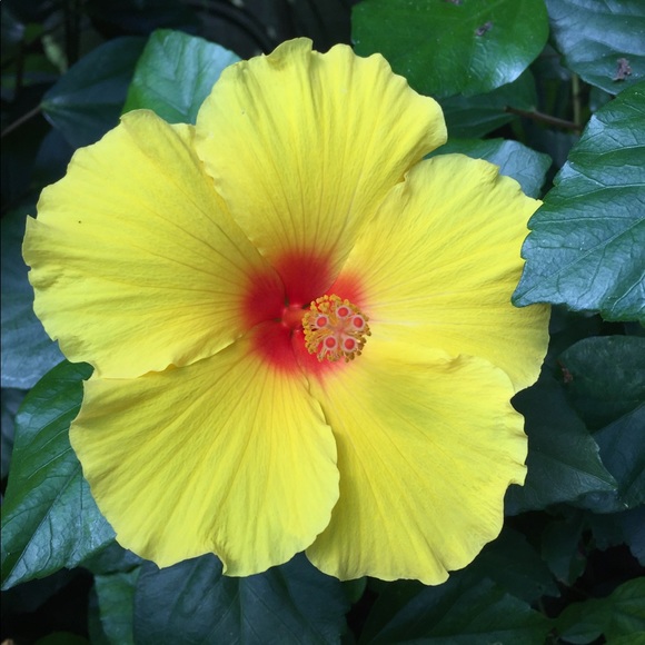 Meet your Posher, Mikayla - Picture 1 of 1